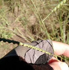 Paspalum floridanum