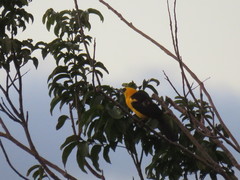 Gymnomystax mexicanus