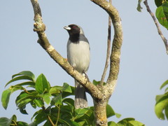 Schistochlamys melanopis