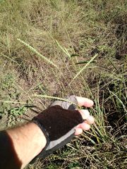 Paspalum floridanum