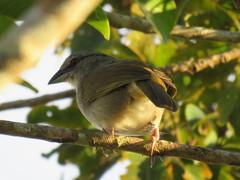 Arremonops conirostris