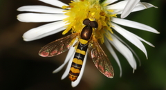 Sphaerophoria philanthus