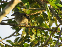 Arremonops conirostris