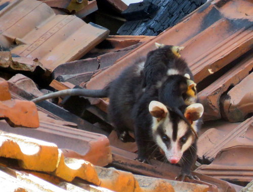 Didelphis albiventris