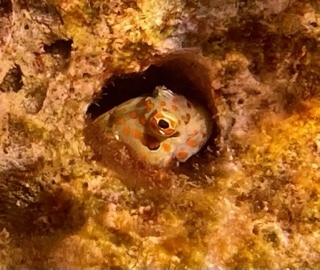 Bluespotted Blenny