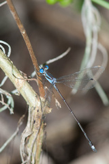 Lestes tenuatus