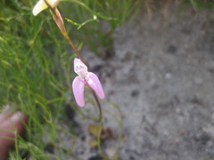 Disa bifida