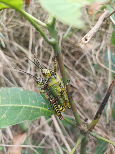 Variegated grasshopper