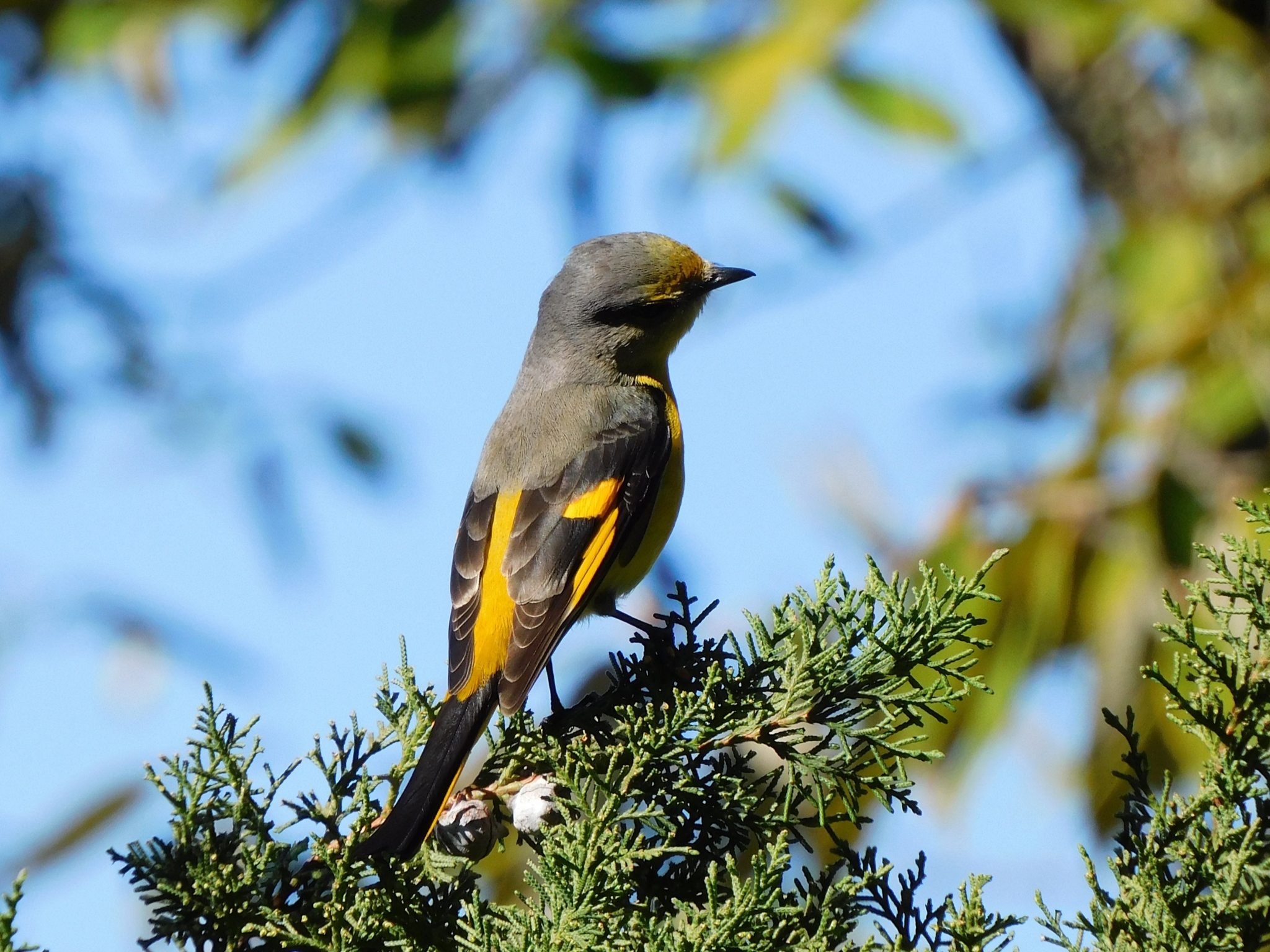 Short-billed Minivet
