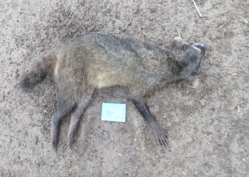 Procyon cancrivorus