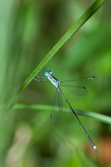 Lestes tenuatus