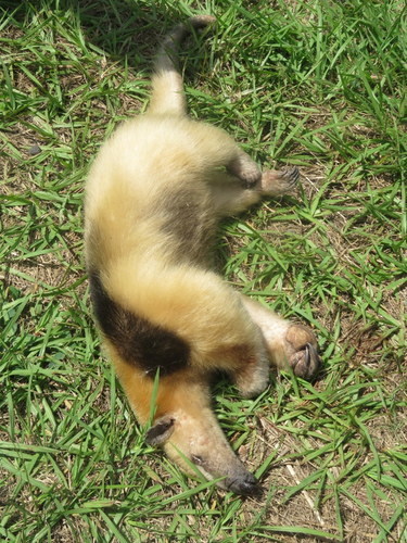 Tamandua tetradactyla
