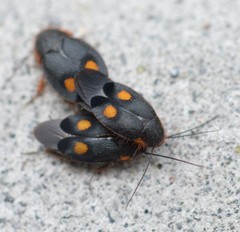 Euthyrrhapha pacifica