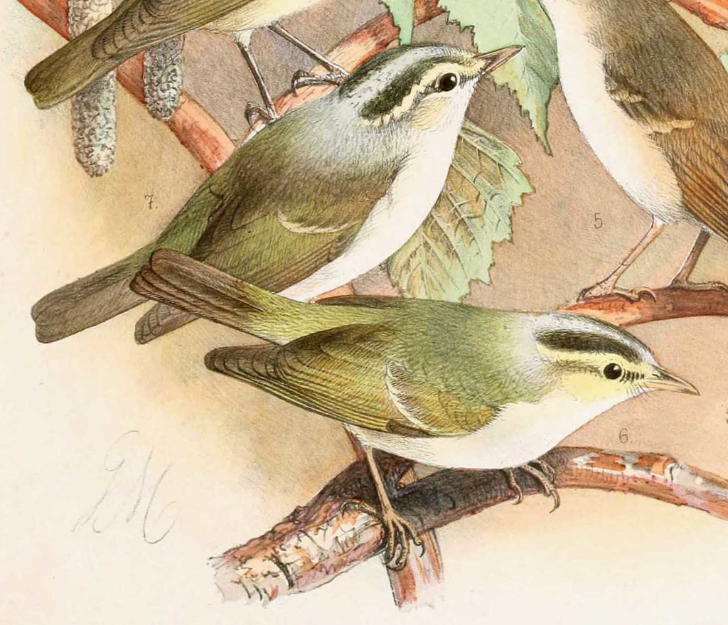 Western Crowned Warbler