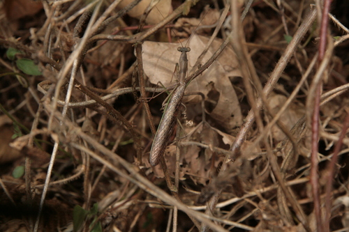 Flag Mantis