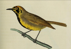 Bonin White-Eye photo 2