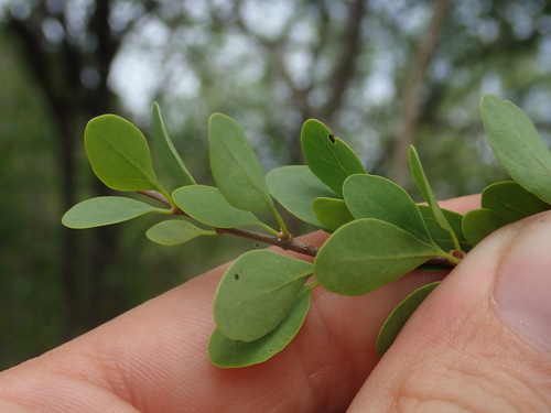 Image of Bougainvillea Berberidifolia (Bougainvillea berberidifolia) by (c) Nolan Exe, some rights reserved (CC BY)