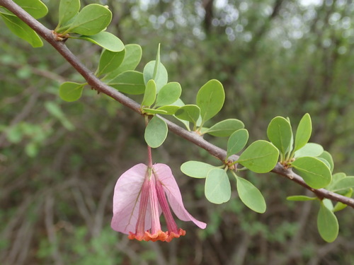 Image of Bougainvillea Berberidifolia (Bougainvillea berberidifolia) by (c) Nolan Exe, some rights reserved (CC BY)