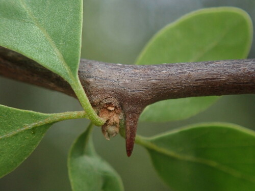 Image of Bougainvillea Berberidifolia (Bougainvillea berberidifolia) by (c) Nolan Exe, some rights reserved (CC BY)