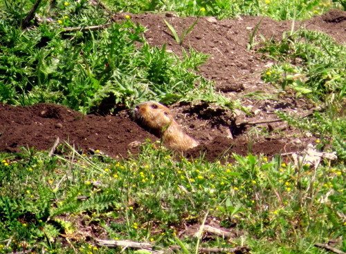 Ctenomys talarum