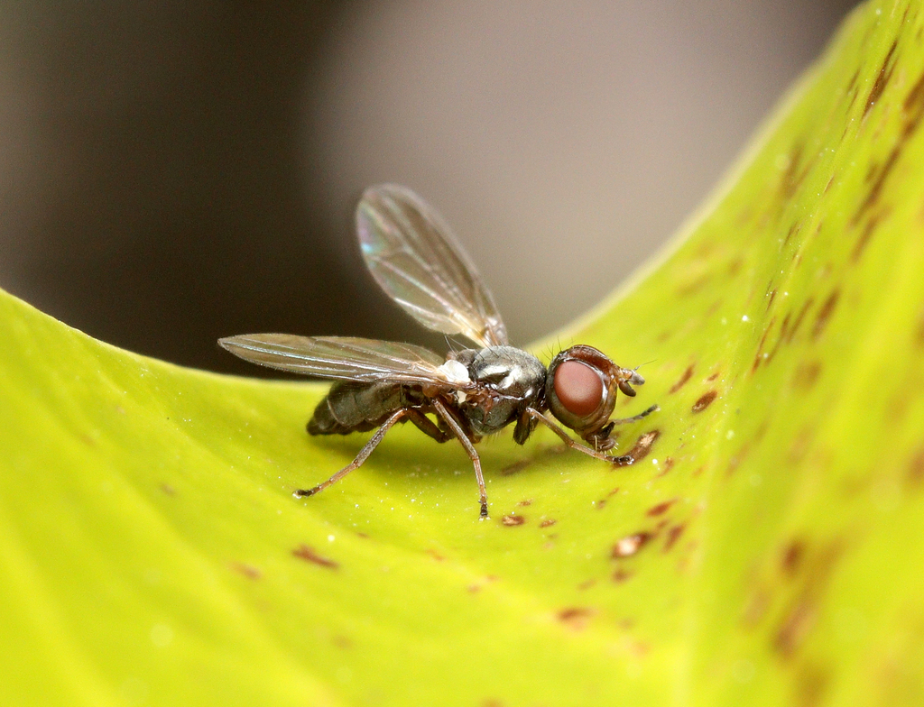 Psaeropterella