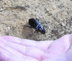 Harpalus caliginosus