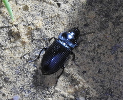 Harpalus caliginosus