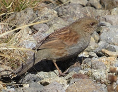 Japanese Accentor photo 3