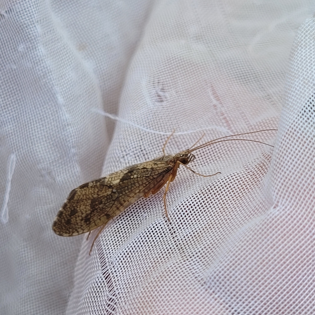 Rhyacophila vulgaris