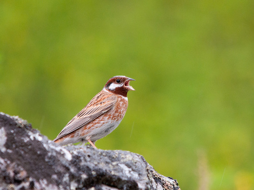 Pine Bunting