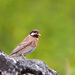 Pine Bunting - Photo (c) Sergey Yeliseev, some rights reserved (CC BY-NC-ND)