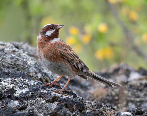 Pine Bunting