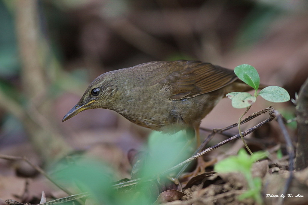 Gray's Grasshopper Warbler photo