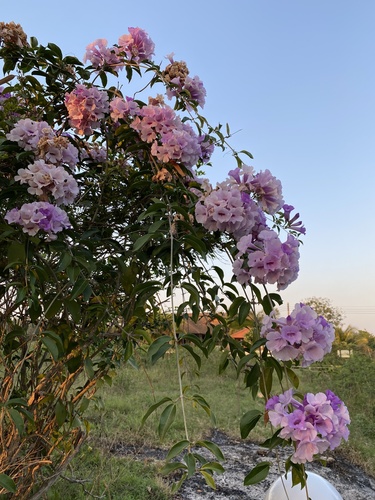 Mansoa alliacea