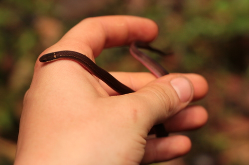 Slender Smooth Snake