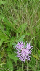 Centaurea