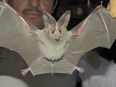 Macrotus californicus