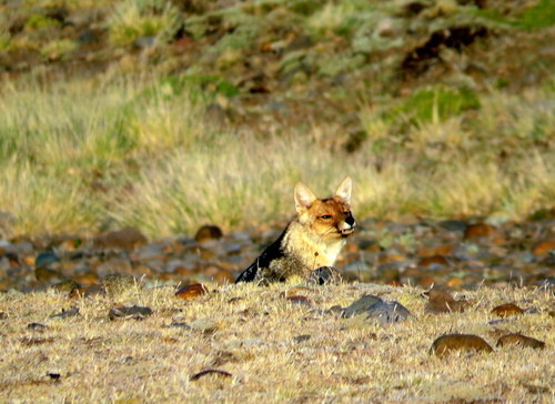 Lycalopex culpaeus
