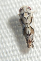 Norvellina mildredae