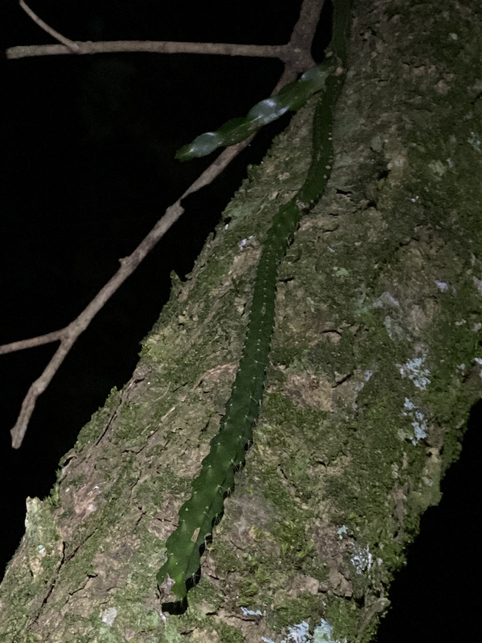 Rhipsalis paradoxa