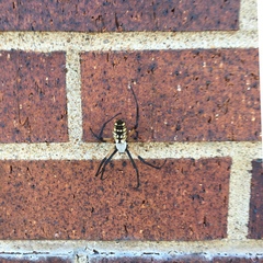 Argiope aurantia