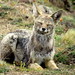 South American Foxes - Photo no rights reserved, uploaded by Diego Carús