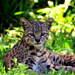 Leopardus geoffroyi - Photo ללא זכויות יוצרים, הועלה על ידי Diego Carús
