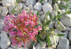 Centranthus ruber