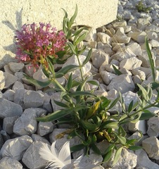 Centranthus ruber