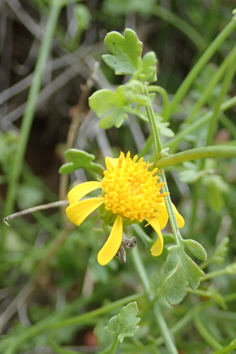 Gila rockdaisy (Perityle gilensis)