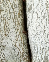 Polistes mexicanus