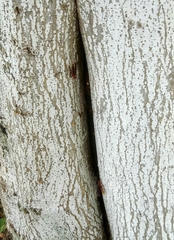 Polistes mexicanus