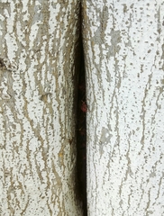 Polistes mexicanus