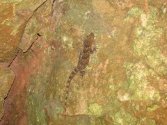 Blaesodactylus boivini